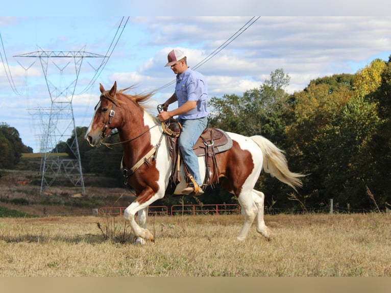 American Quarter Horse Gelding 9 years 16 hh Chestnut in Cherryville NC