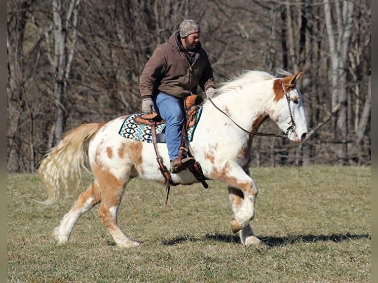 American Quarter Horse Gelding 9 years 16 hh Overo-all-colors in Mount vernon KY