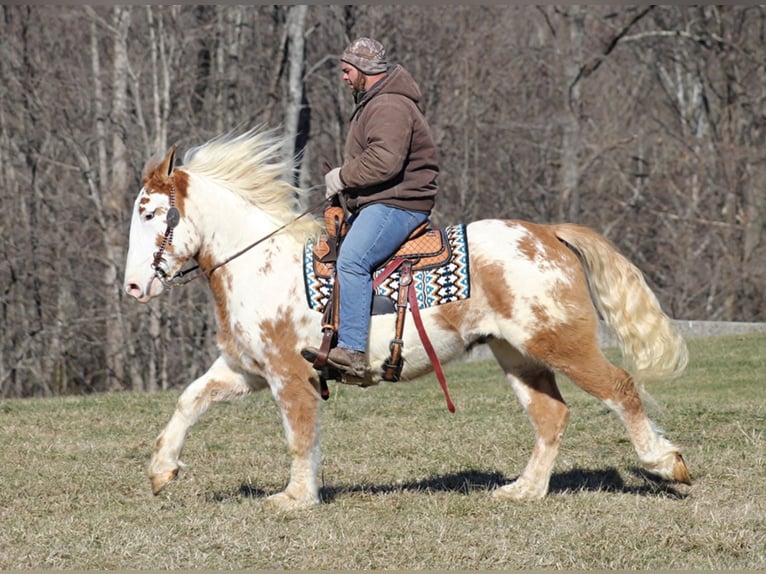 American Quarter Horse Gelding 9 years 16 hh Overo-all-colors in Mount vernon KY