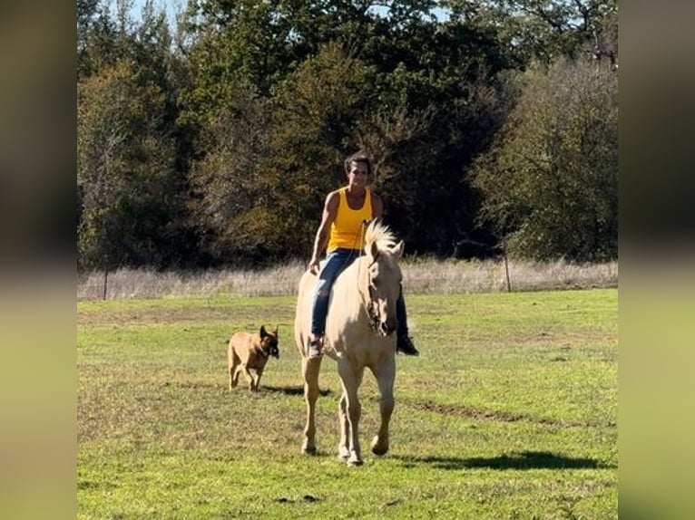 American Quarter Horse Gelding 9 years 16 hh Palomino in Weatherford, TX