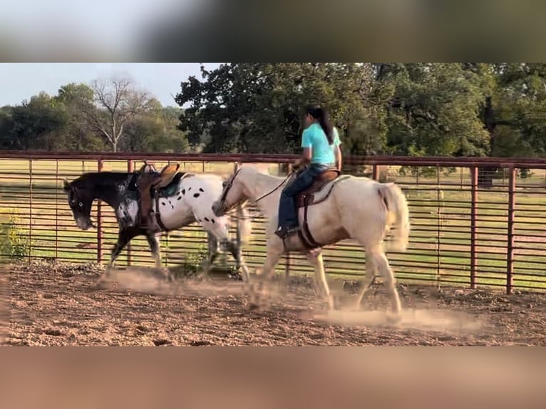 American Quarter Horse Gelding 9 years 16 hh Palomino in Weatherford, TX