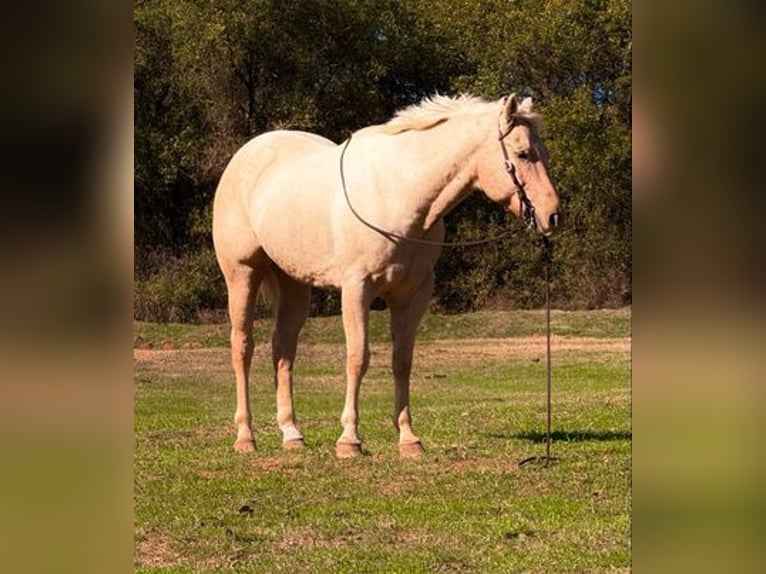 American Quarter Horse Gelding 9 years 16 hh Palomino in Weatherford, TX