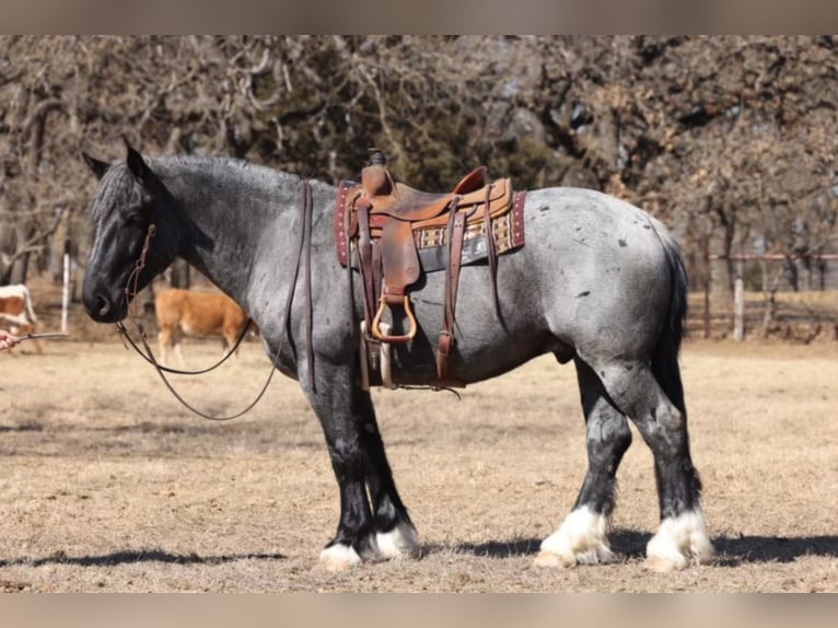 American Quarter Horse Gelding 9 years 16 hh Roan-Blue in Joshua TX