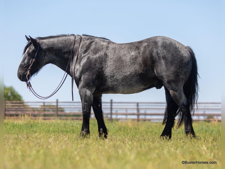 American Quarter Horse Gelding 9 years 16 hh Roan-Blue in Weatherford TX
