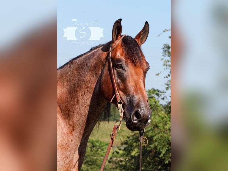 American Quarter Horse Gelding 9 years 16 hh Roan-Red in Hardinsburg IN