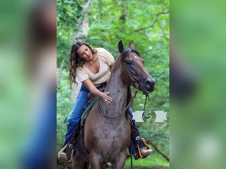 American Quarter Horse Gelding 9 years 16 hh Roan-Red in Hardinsburg IN