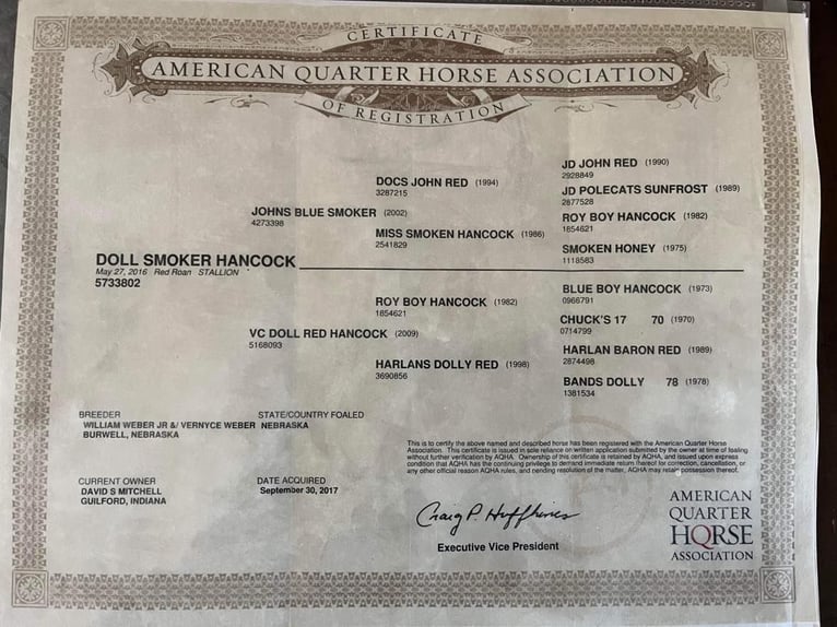 American Quarter Horse Gelding 9 years 16 hh Roan-Red in Hardinsburg IN