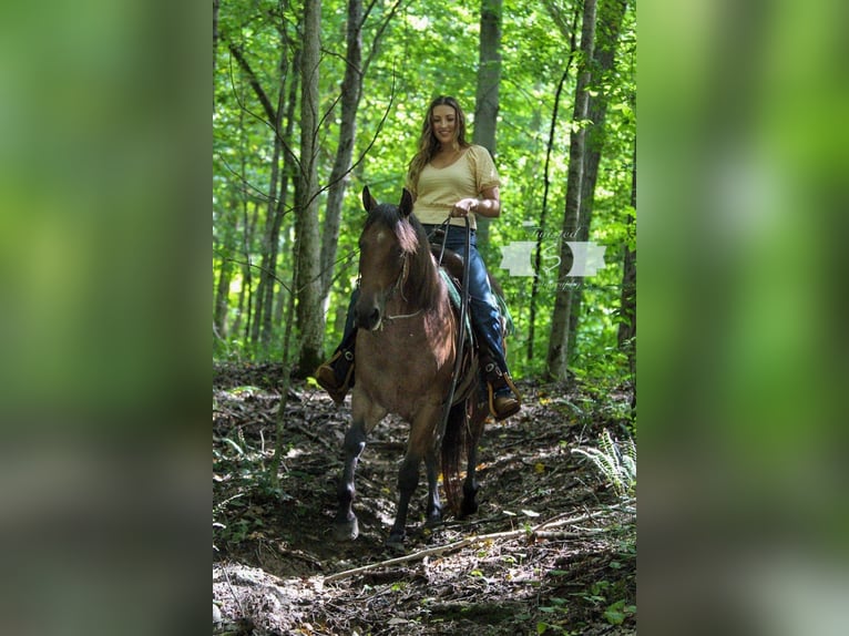 American Quarter Horse Gelding 9 years 16 hh Roan-Red in Hardinsburg IN
