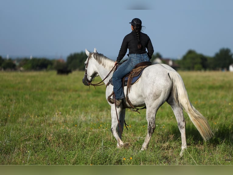 American Quarter Horse Gelding 9 years 16,2 hh Grey in Granbury TX