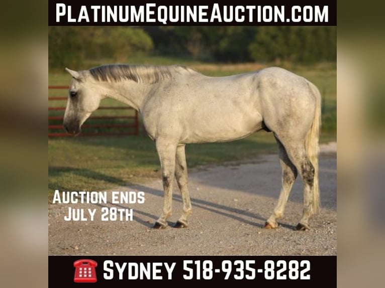 American Quarter Horse Gelding 9 years 16,2 hh Grey in Granbury TX