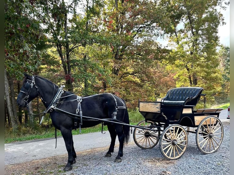 American Quarter Horse Gelding 9 years 17 hh Black in Everett PA