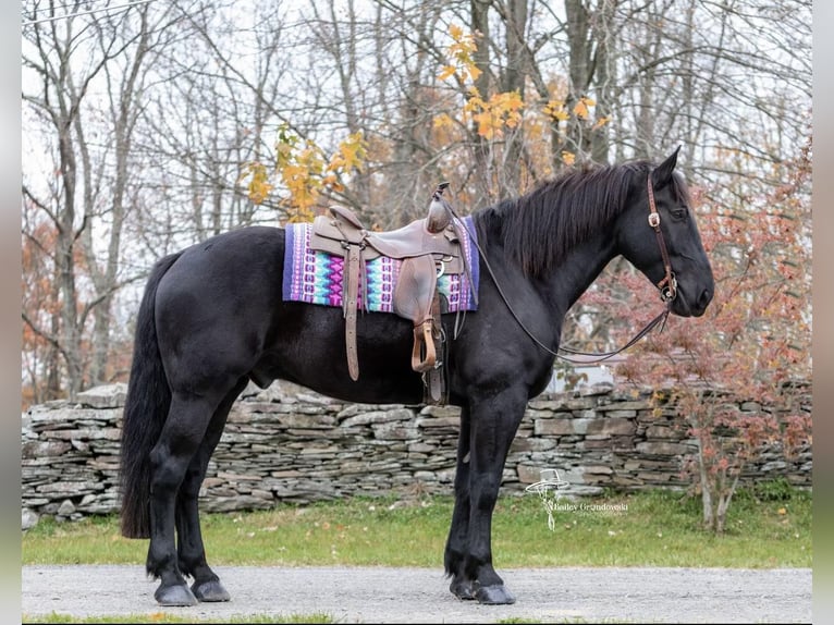 American Quarter Horse Gelding 9 years 17 hh Black in Everett PA