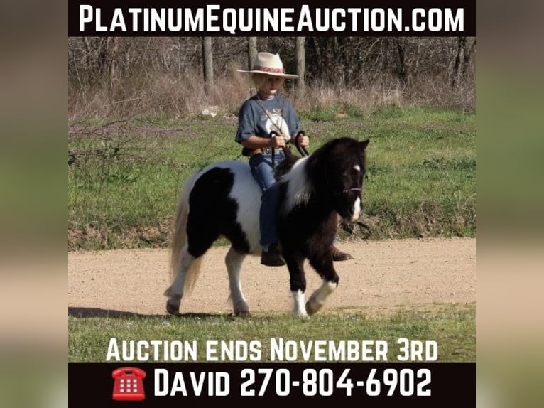 American Quarter Horse Gelding 9 years 9.1 hh Tobiano-all-colors in Antlers OK