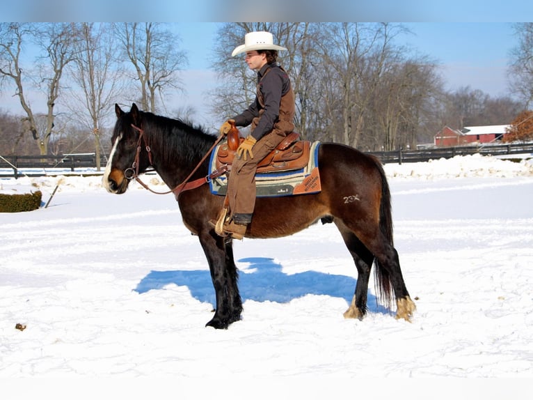 American Quarter Horse Gelding 9 years Bay-Dark in Highland, MI
