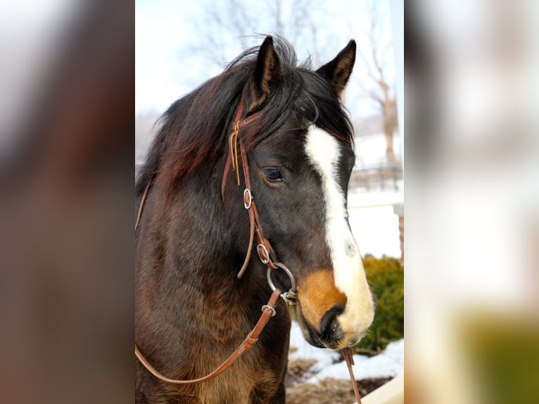 American Quarter Horse Gelding 9 years Bay-Dark in Highland, MI