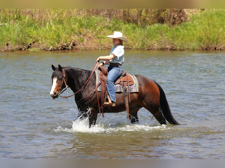 American Quarter Horse Gelding 9 years Bay-Dark in Clarion, PA
