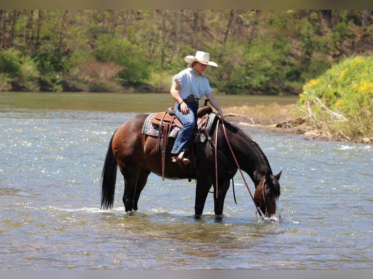 American Quarter Horse Gelding 9 years Bay-Dark in Clarion, PA