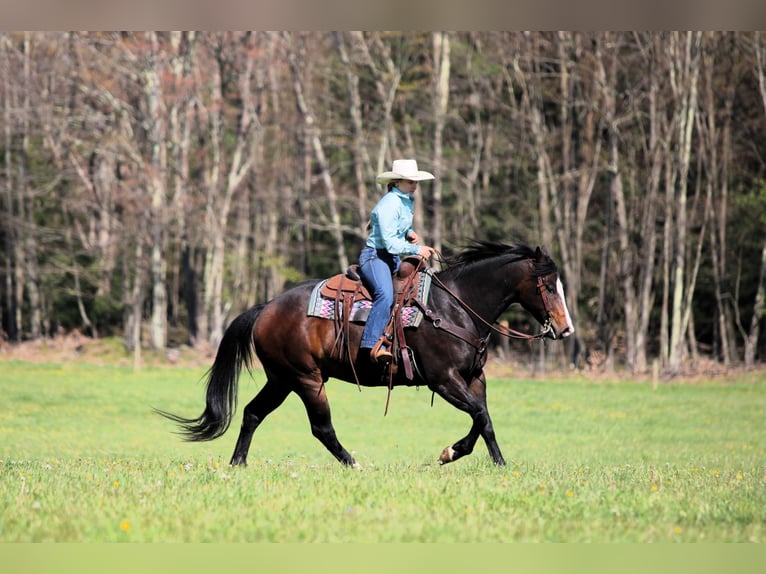 American Quarter Horse Gelding 9 years Bay-Dark in Clarion, PA