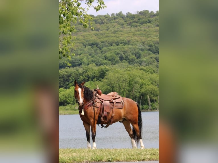 American Quarter Horse Gelding 9 years Bay in Rebersburg, PA