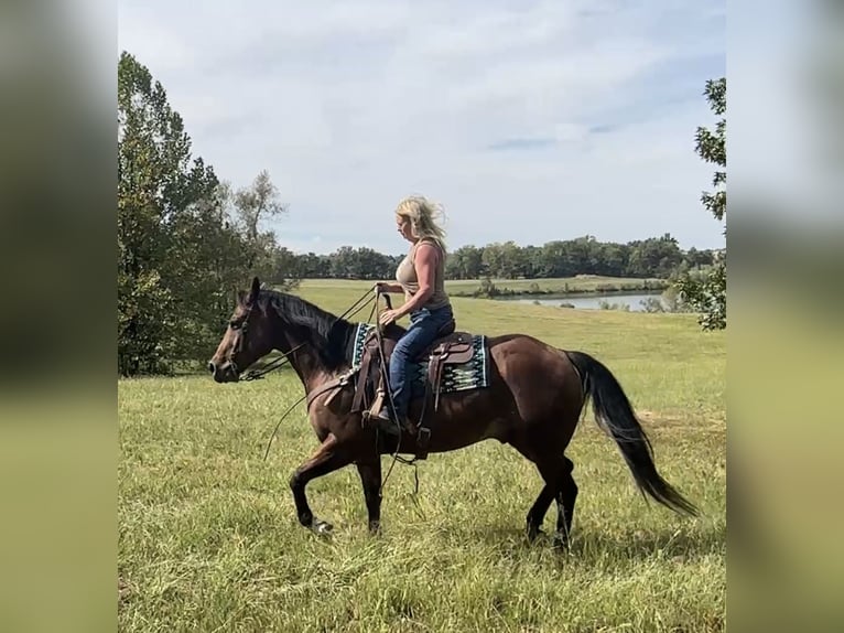 American Quarter Horse Gelding 9 years Bay in Henderson