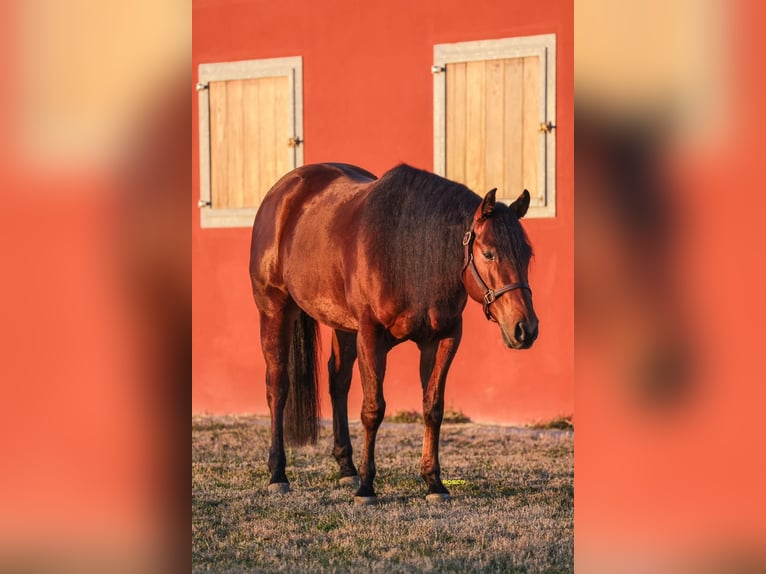American Quarter Horse Gelding 9 years Bay in Parma