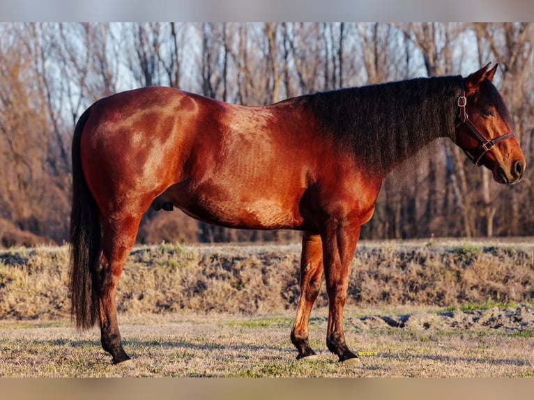 American Quarter Horse Gelding 9 years Bay in Parma