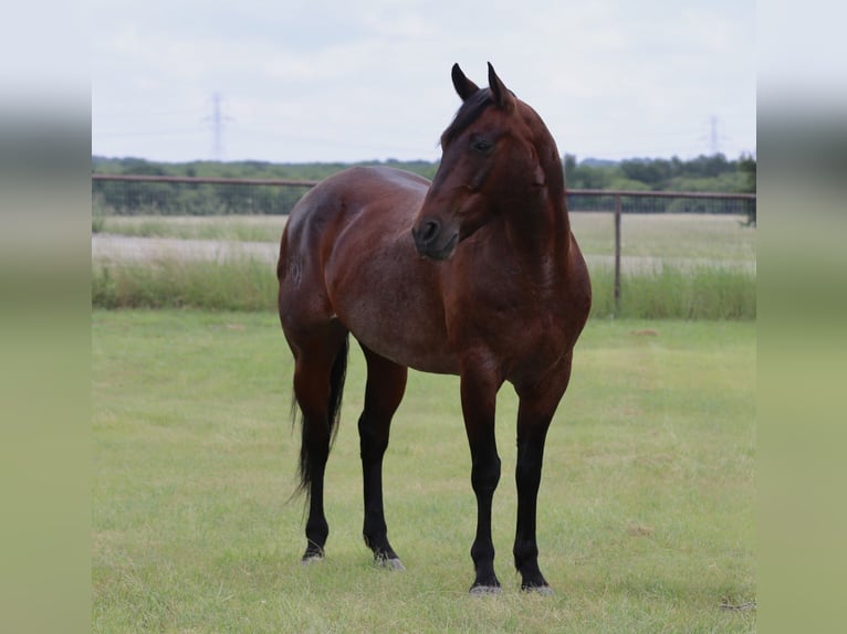 American Quarter Horse Gelding 9 years Black in Mineral Wells