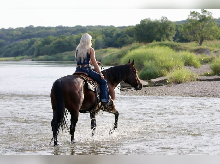 American Quarter Horse Gelding 9 years Black in Mineral Wells