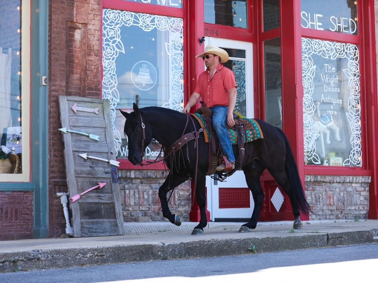 American Quarter Horse Gelding 9 years Black in Santa Fe