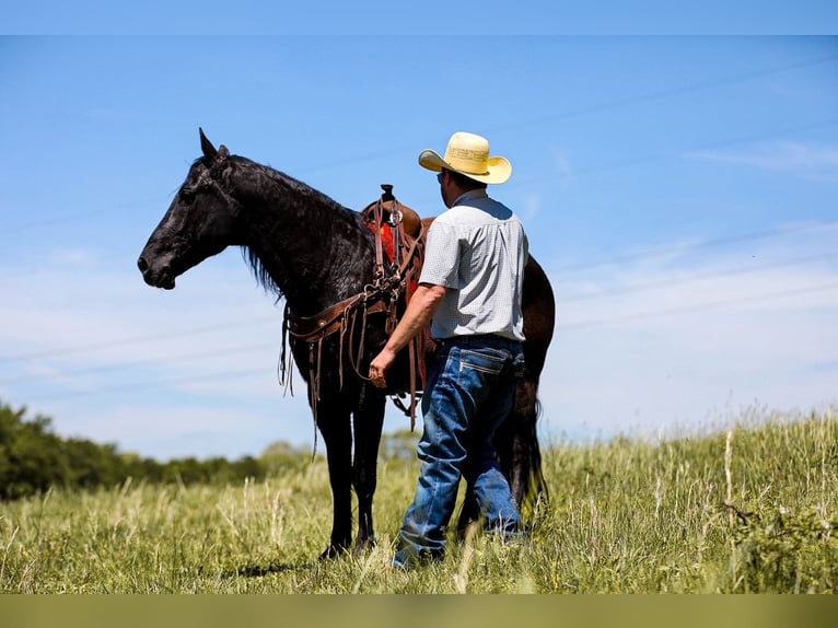 American Quarter Horse Gelding 9 years Black in Santa Fe