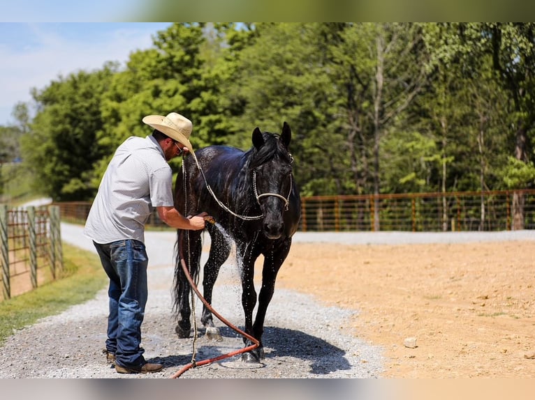 American Quarter Horse Gelding 9 years Black in Santa Fe