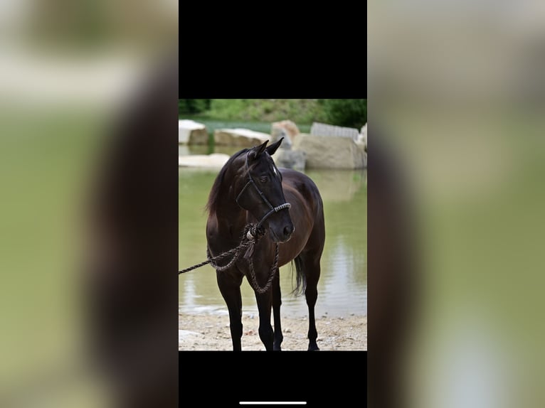 American Quarter Horse Gelding 9 years Black in Jandelsbrunn