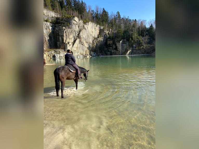 American Quarter Horse Gelding 9 years Black in Jandelsbrunn