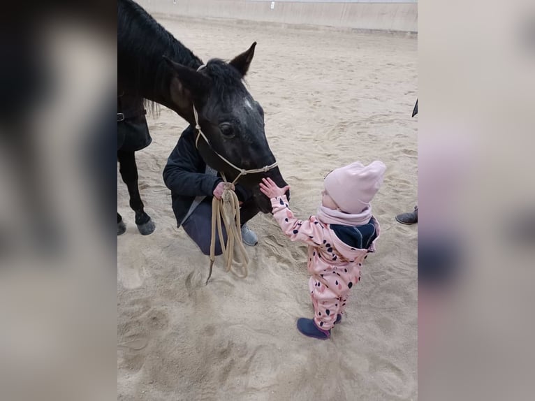 American Quarter Horse Gelding 9 years Black in Jandelsbrunn