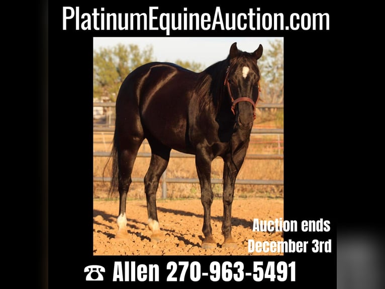 American Quarter Horse Gelding 9 years Black in Breckenridge TX