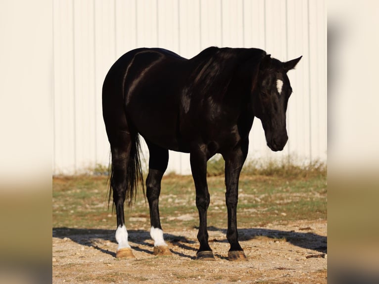 American Quarter Horse Gelding 9 years Black in Breckenridge TX