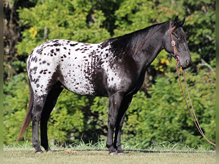 American Quarter Horse Gelding 9 years Black in Brodhead KY