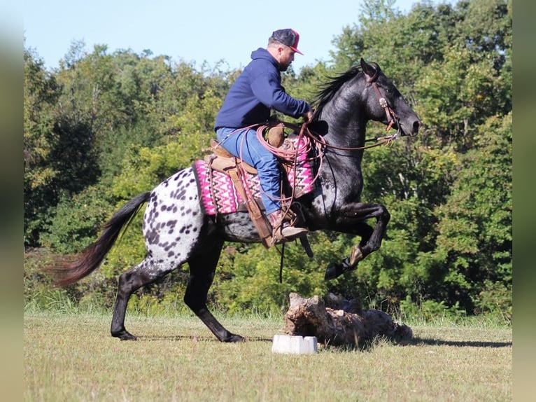 American Quarter Horse Gelding 9 years Black in Brodhead KY