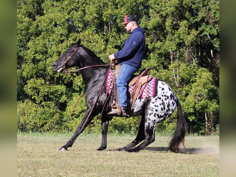 American Quarter Horse Gelding 9 years Black in Brodhead KY