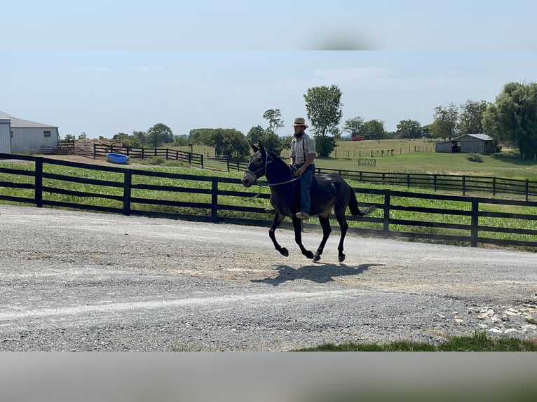 American Quarter Horse Gelding 9 years Black in Moscow OH