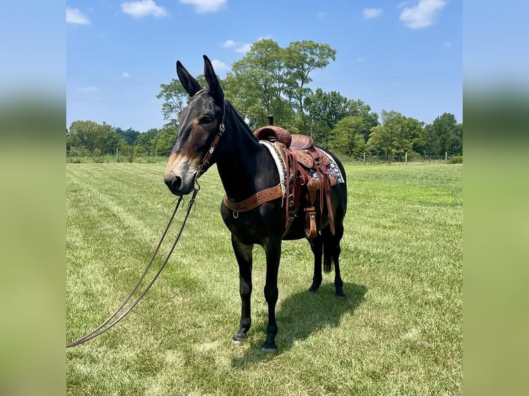 American Quarter Horse Gelding 9 years Black in Moscow OH