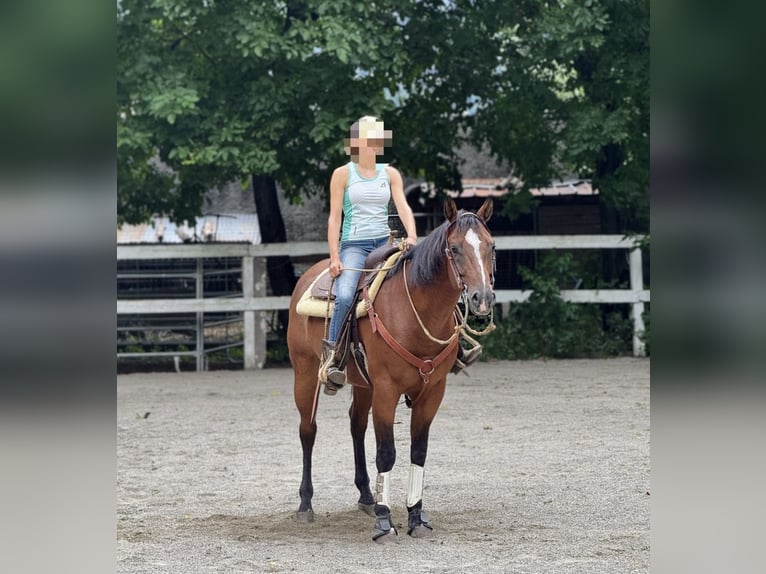 American Quarter Horse Gelding 9 years Brown in Mantello
