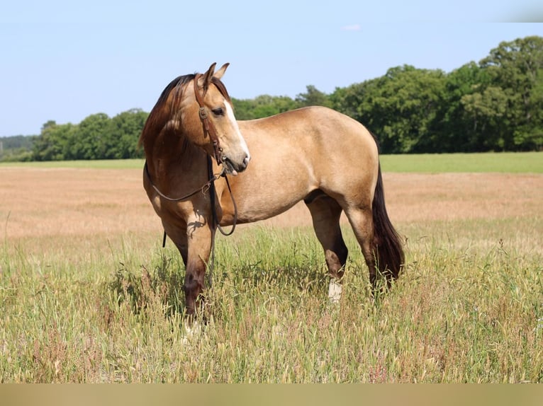 American Quarter Horse Gelding 9 years Buckskin in Hartsville, SC