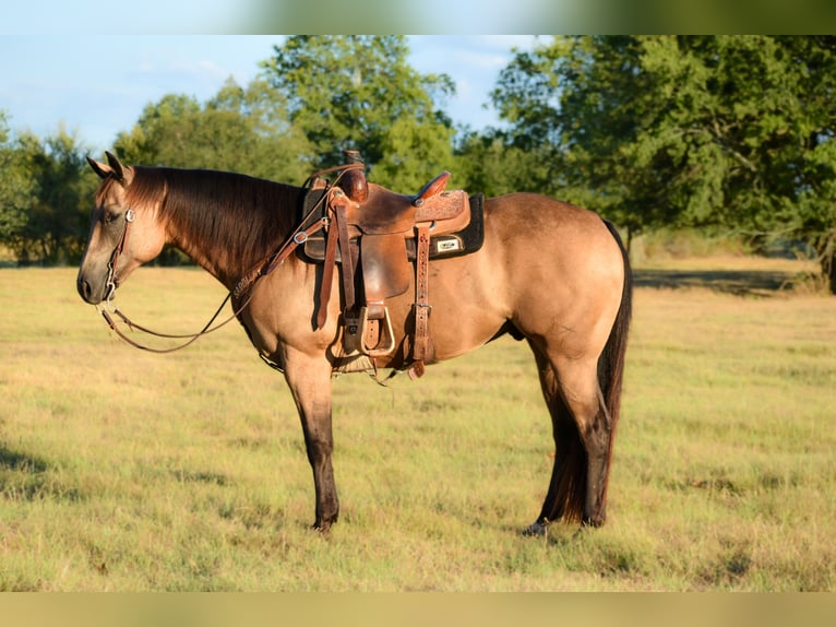 American Quarter Horse Gelding 9 years Buckskin in Boswell