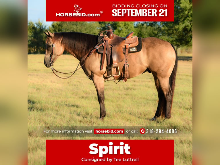 American Quarter Horse Gelding 9 years Buckskin in Boswell