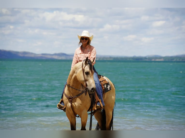 American Quarter Horse Gelding 9 years Buckskin in Brandon