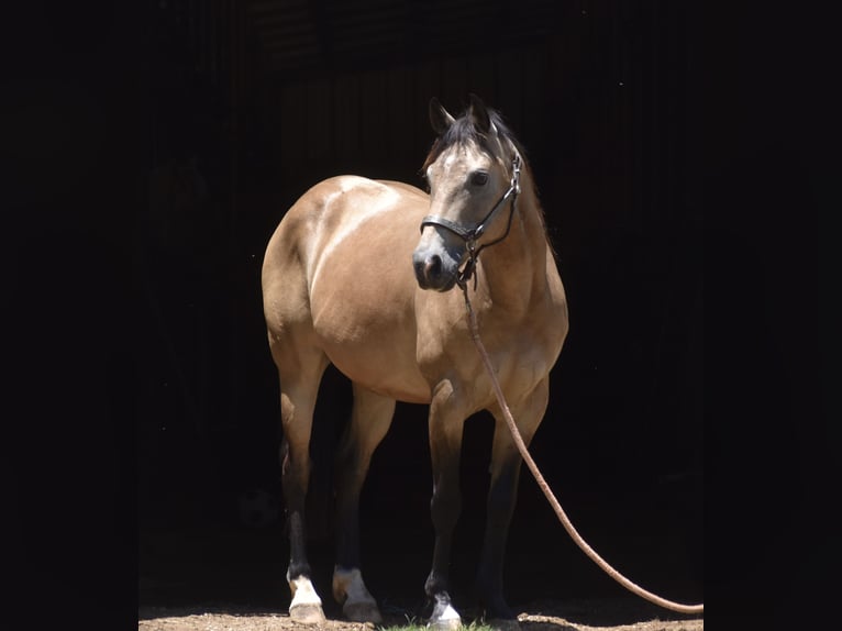 American Quarter Horse Gelding 9 years Buckskin in Grandview