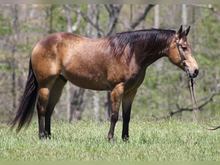 American Quarter Horse Gelding 9 years Buckskin in Brodhead KY