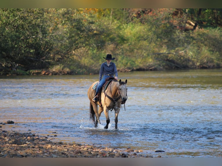 American Quarter Horse Gelding 9 years Buckskin in Clarion