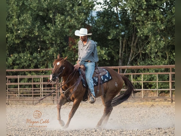 American Quarter Horse Gelding 9 years Chestnut in Caldwell
